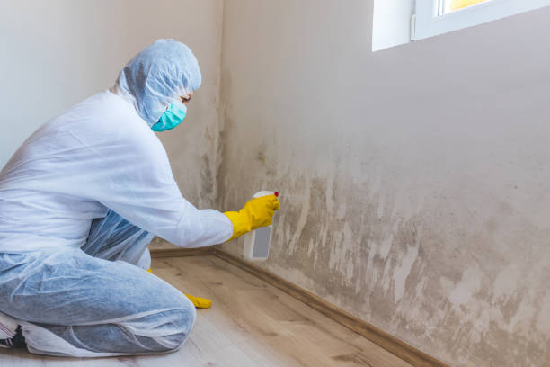Licensed Attic Mold Removal service in Plainfield, NJ - WQB Mold Removal