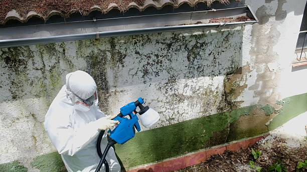 Top rated local Attic Mold Removal specialists in Plainfield, NJ